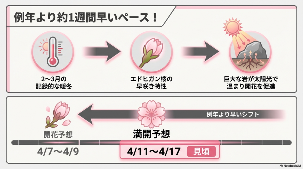 2026年の開花予想（4/7〜4/9）と満開予想（4/11〜4/17）を示すタイムライン。暖冬やエドヒガンの特性、岩の蓄熱が開花を早める仕組みを解説している。
